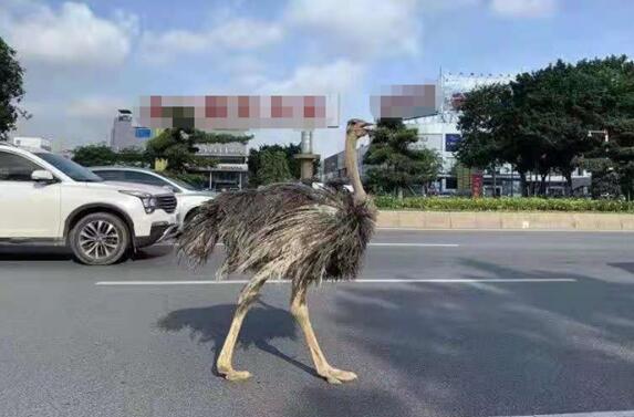 街頭驚現(xiàn)巨大鴕鳥 與汽車搶車道!網(wǎng)友:你也要趕早高峰